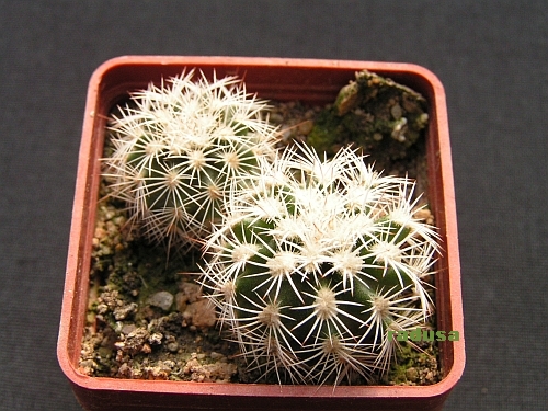 Echinocereus reichenbachii.jpg