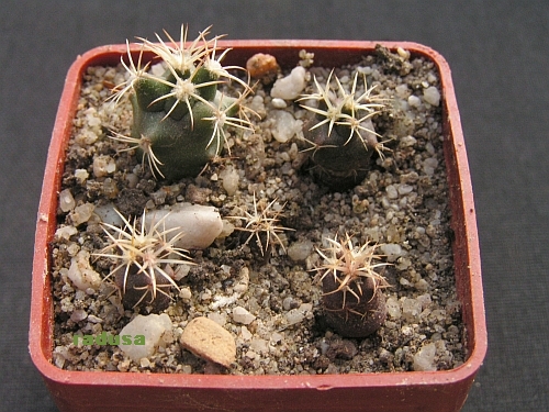 Coryphantha sulcata.jpg