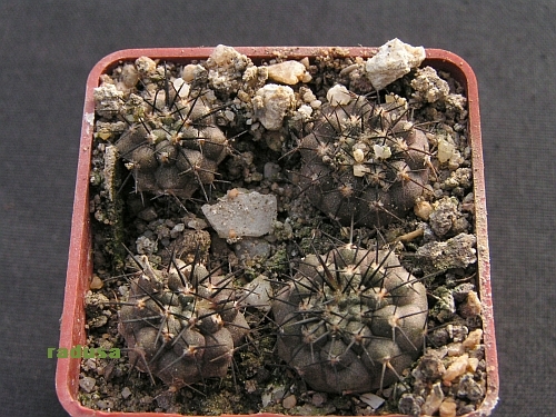 Copiapoa calderana.jpg