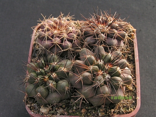 Copiapoa cinerascens v.grandiflora.jpg