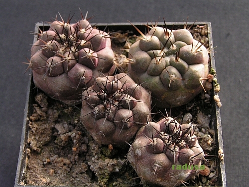 Copiapoa cinerea v.albispina.jpg