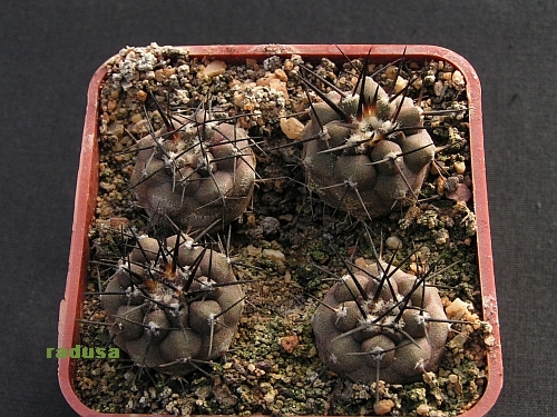 Copiapoa cinerea.jpg