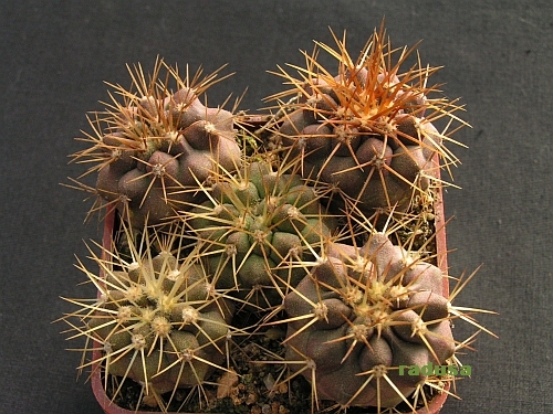 Copiapoa gigantea.jpg