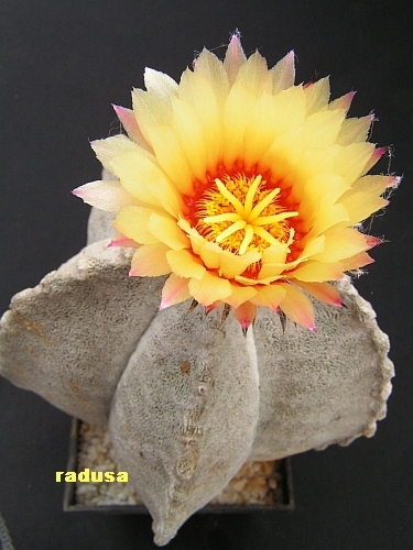 Astrophytum coahuilense.jpg