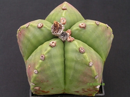 Astrophytum myriostigma v.nudum.jpg