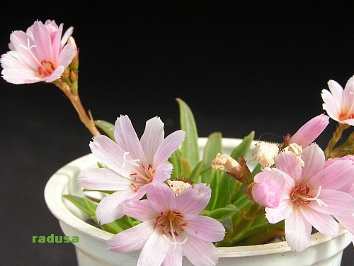 Lewisia columbiana v.rupicola.jpg