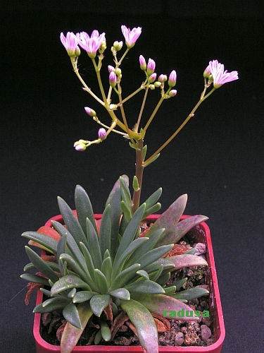 Lewisia columbiana v.wallowensis.jpg