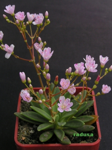 Lewisia columbiana.jpg