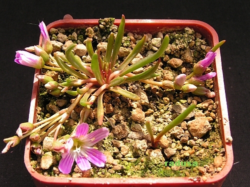 Lewisia pygmaea.jpg