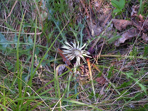 Baba - Carlina acaulis.jpg