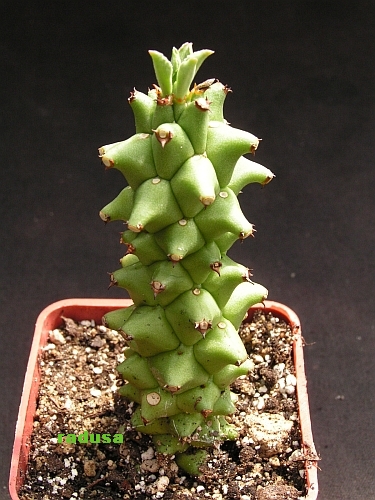 Monadenium heteropodum v.formosum.jpg