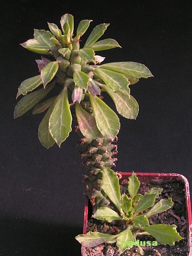 Monadenium schubei.jpg