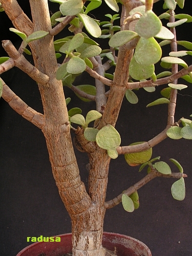 Portulacaria afra.jpg