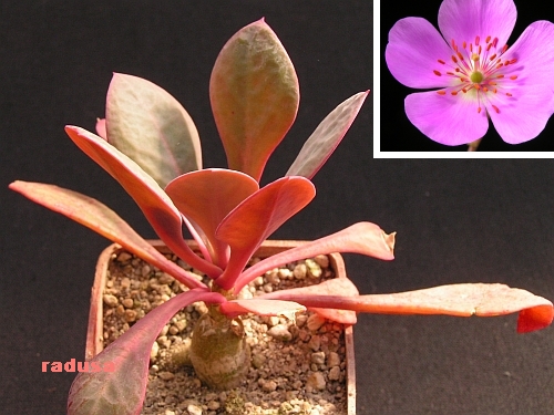 Cistanthe grandiflora, Chile, Los Andes 1.jpg