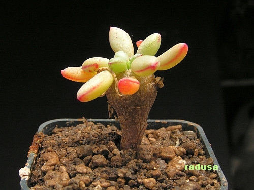 Cistanthe guadalupensis.jpg