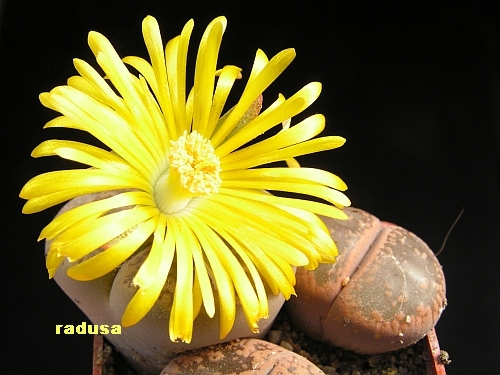 Lithops aucampiae.jpg