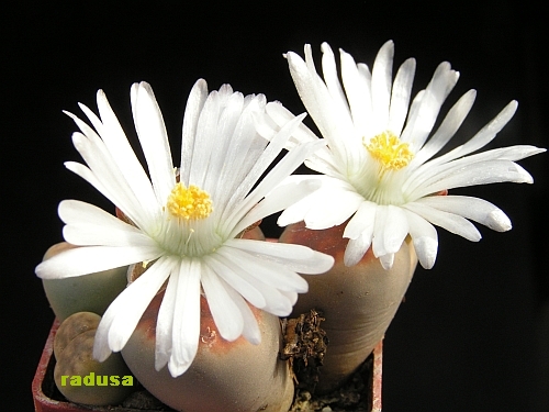 Lithops karasmontana v.summitatum.jpg