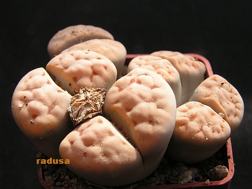 Lithops karasmontana.jpg