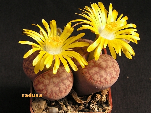 Lithops pseudotruncatela.jpg