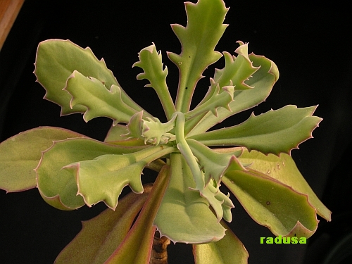 Senecio fulgens.jpg