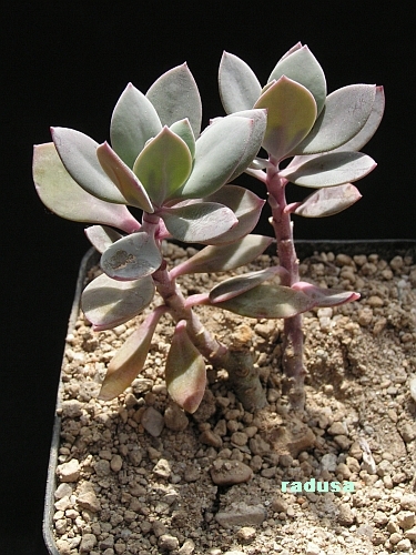 Senecio sempervivus ssp.grantii.jpg