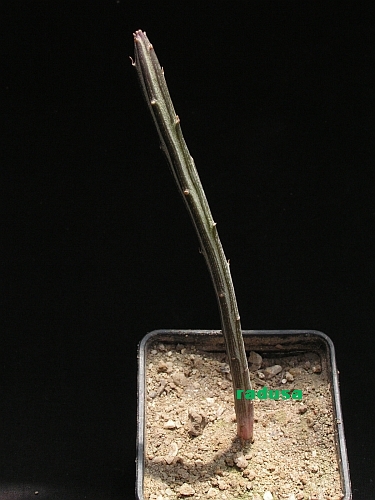 Senecio stapeliiformis ssp.minor.jpg