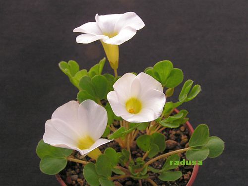 Oxalis ambiqua, RSA, Leliefontein.jpg