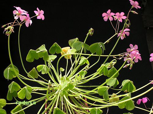 Oxalis articulata.jpg