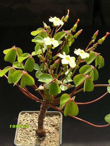 Oxalis megalorrhiza, Chile, La Serena 2.jpg