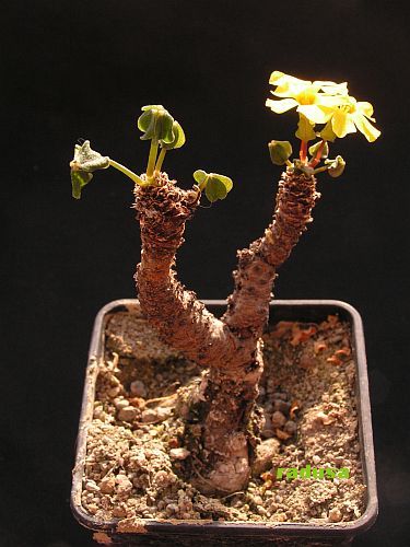 Oxalis megalorrhiza, Chile, La Serena 3.jpg