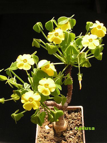 Oxalis megalorrhiza.jpg