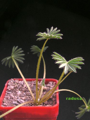 Oxalis palmifrons.jpg
