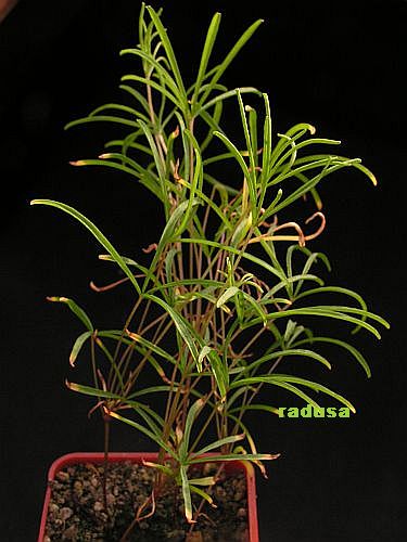 Oxalis polyphylla.jpg