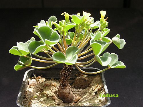 Oxalis sp., Argentina, Jujuy, Arroyo la Quesera.jpg