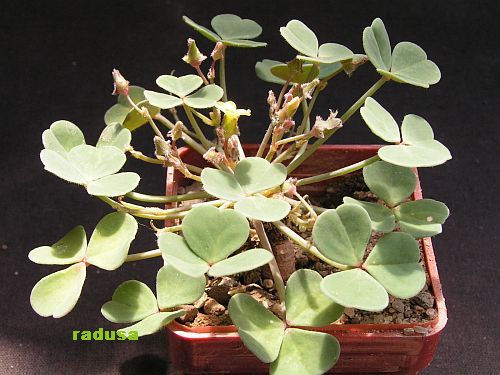 Oxalis sp., Argentina, Salta, nad Iruya.jpg