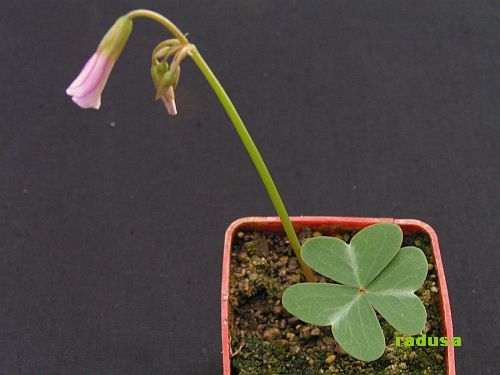 Oxalis sp., Mexico, Ojo de Agua.jpg