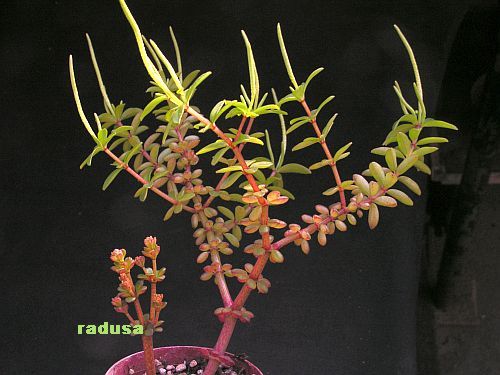 Peperomia galioides.jpg