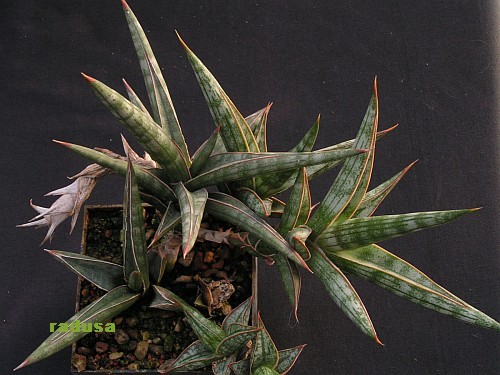 Sansevieria sp. 1.jpg