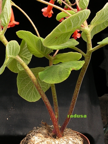 Sinningia lineata.jpg