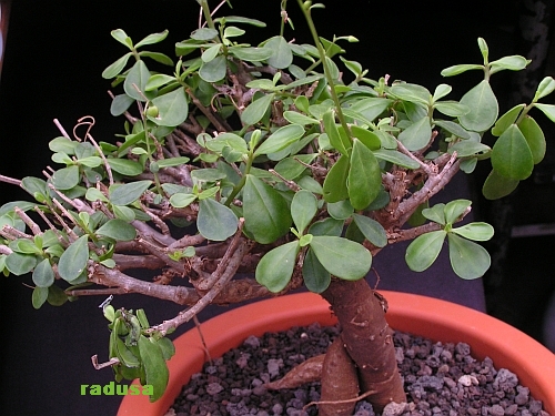 Talinum sp.nova, Tanzania.jpg