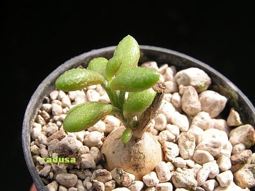 Tylecodon similis.jpg