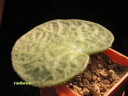 Tylecodon singularis.jpg