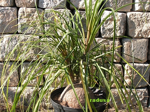 Beaucarnea recurvata   JM.jpg