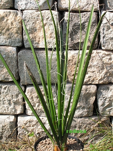 Hesperaloe parviflora   JM.jpg