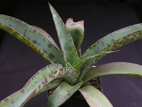 Agave maculosa.jpg