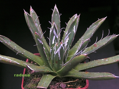 Agave parviflora.jpg