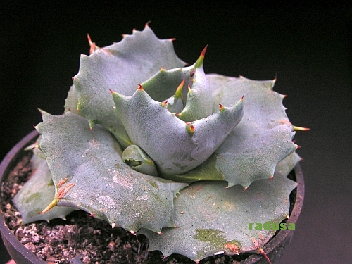 Agave sp. 2.jpg