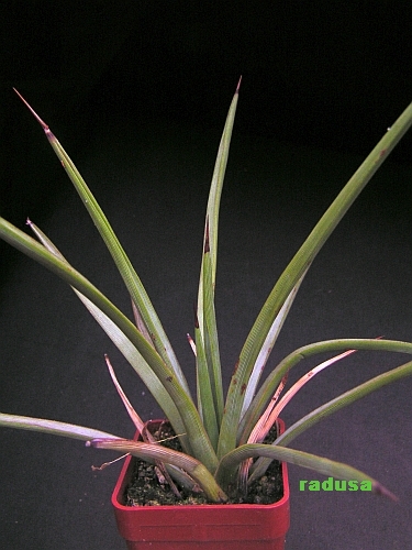 Agave striata.jpg