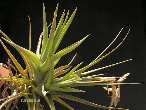 Tillandsia aeranthos.jpg