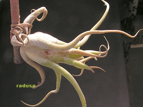 Tillandsia caput- medusae.jpg